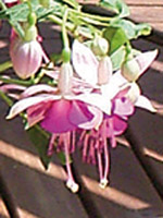 Fuchsia Paula Jane